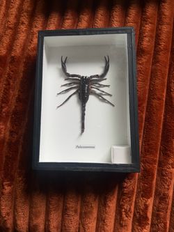 Taxidermy scorpion