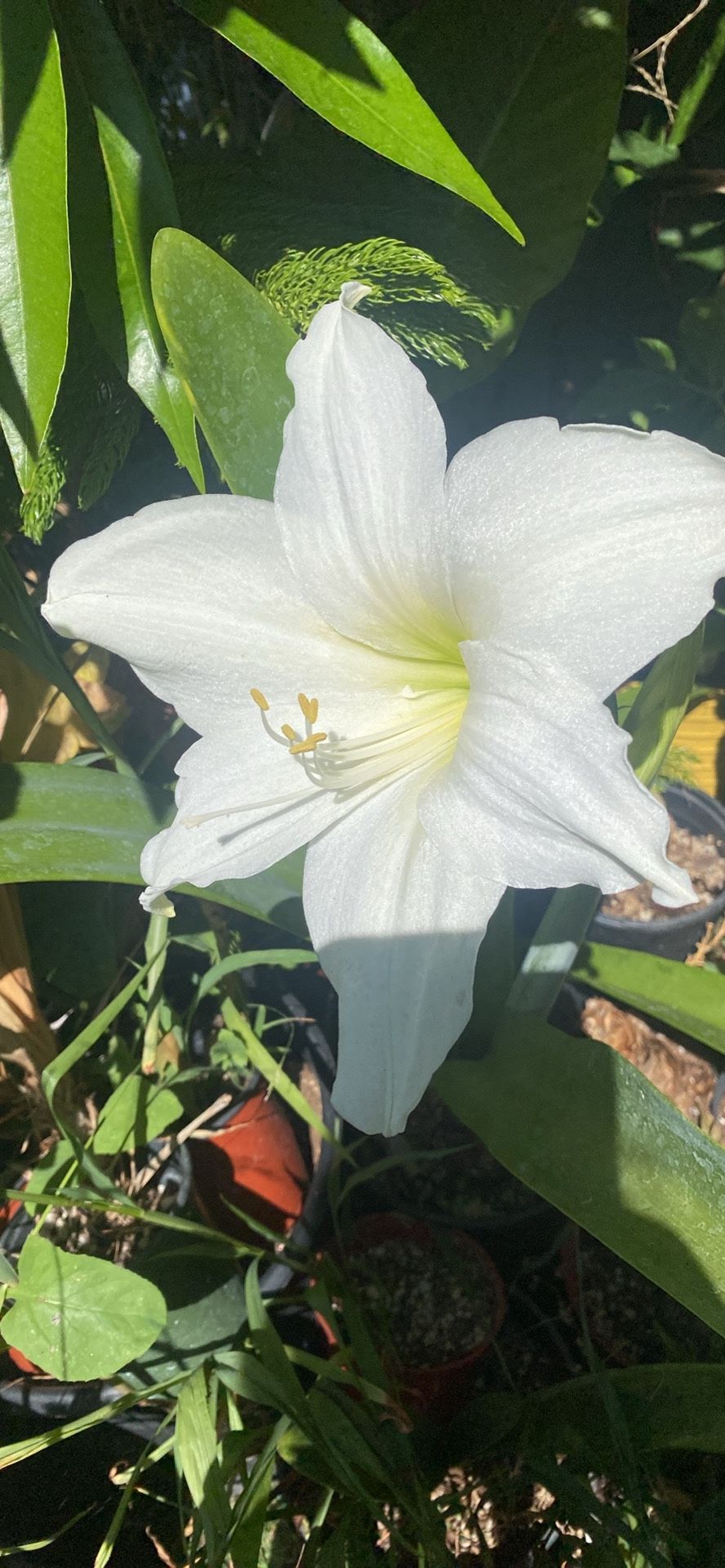 Amaryllis Blanco