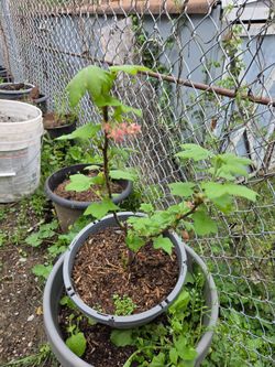 Garden Plant Currant Purple, No berries