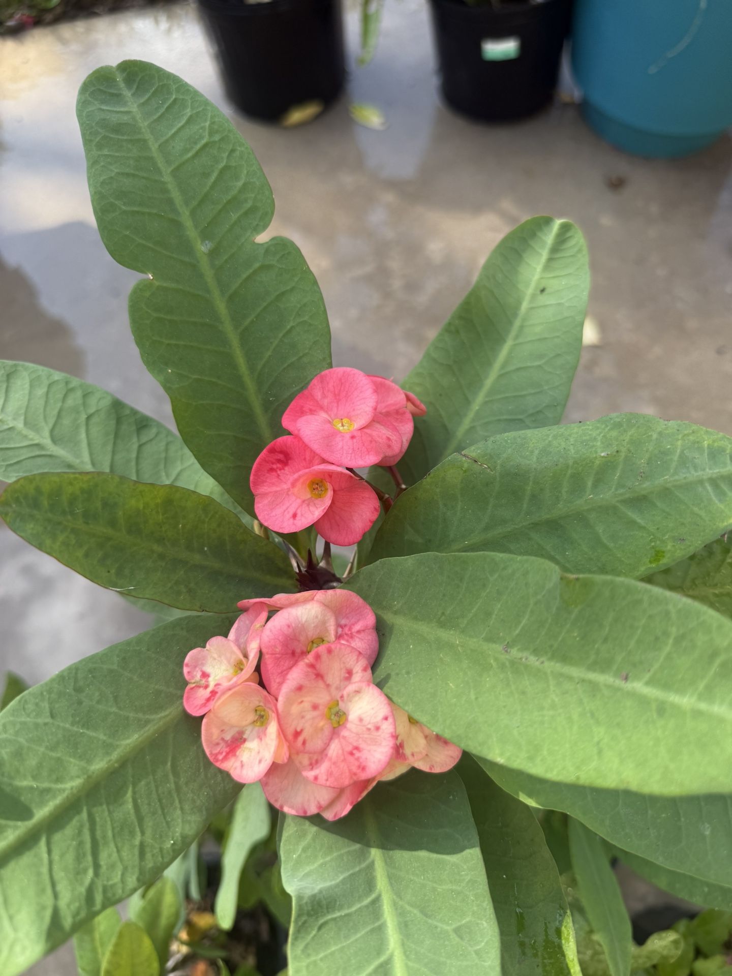 Crown Of Thorns Bundle