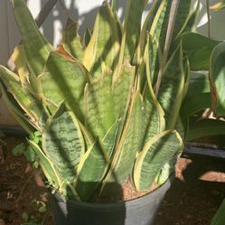 Tongue Plant 