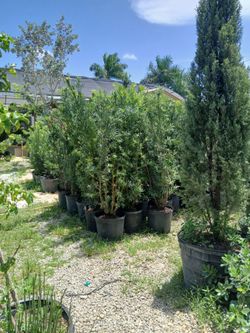 Podocarpus privacy hedges on sale now
