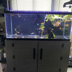 75 Gallon With Stand 