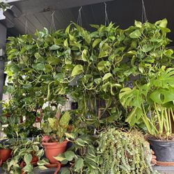 Tons Of Golden Pothos Plant, Measures At Least 3 Feet Long