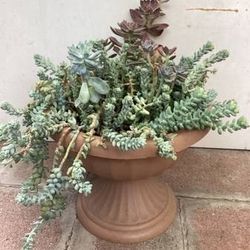 Succulent Plant Combination 