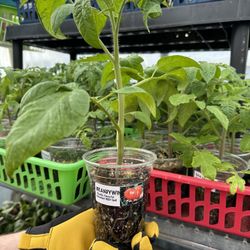 ORGANIC TOMATO PLANTS grown here by a Master Gardener to PRODUCE HERE.