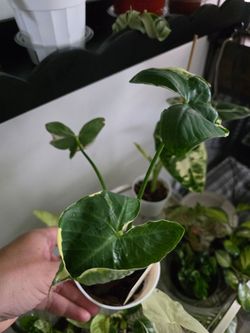 Alocasia - Mickey Mouse