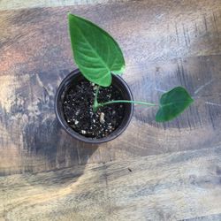 SMALL ELEPHANT’S EAR 🌱  PLANT, NEW, 3” POT 