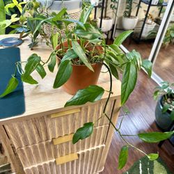 Epipremnum pinnatum 'Skeleton Key'