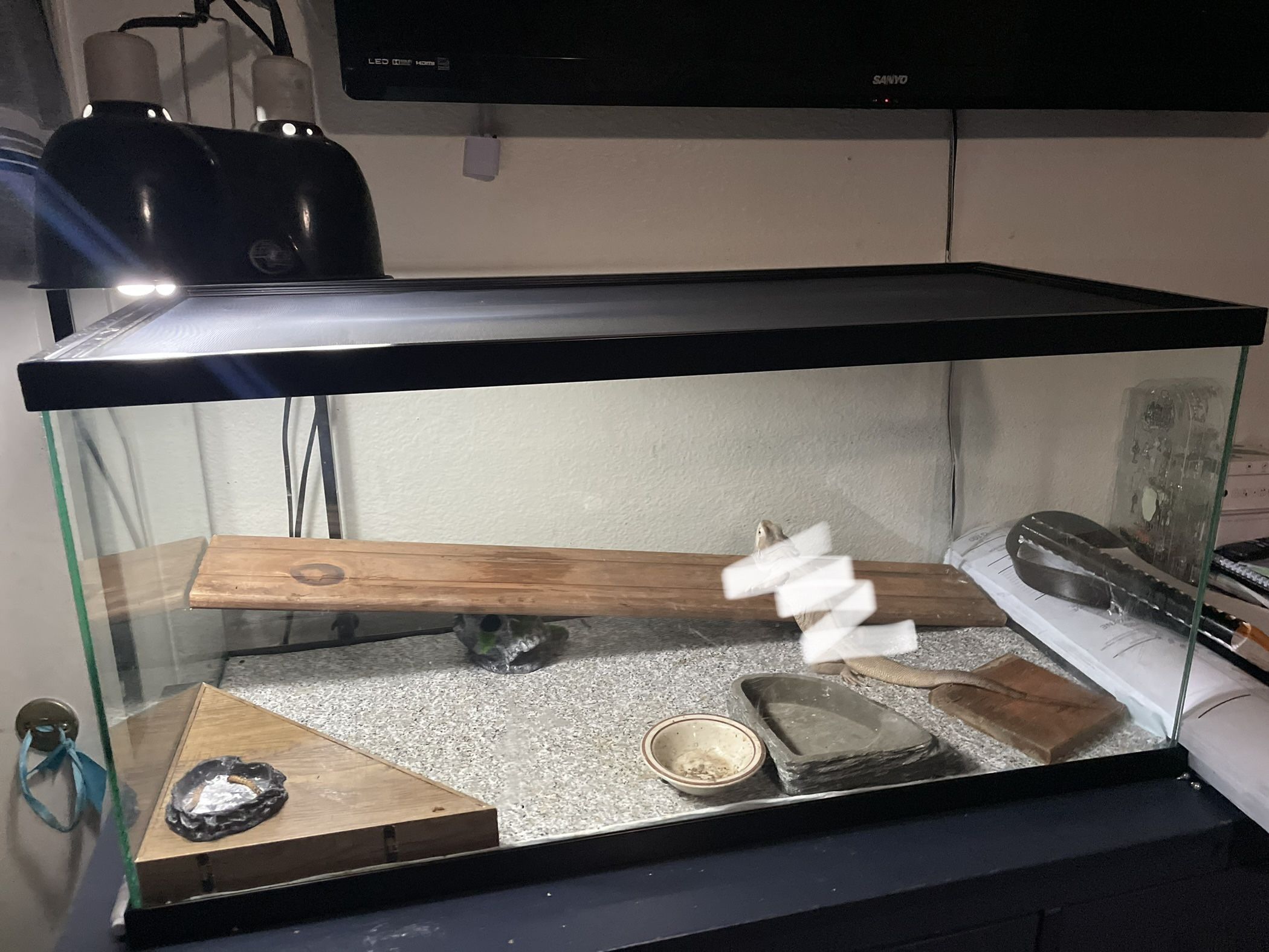 Bearded dragon 40 gallon tank