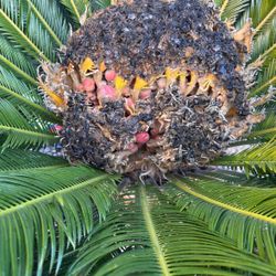 Sago Palm Seeds 