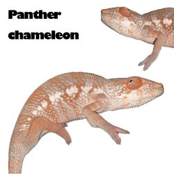 Panther chameleon rehome