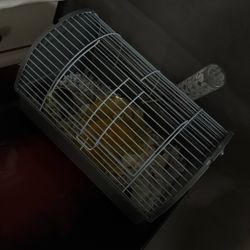 Mice And Accessories 