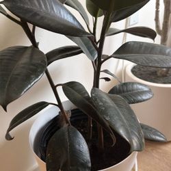Plant (Ficus Elastica) + White Pot (Indoor Plant)