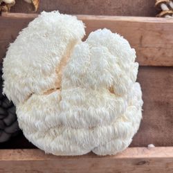 Lions Mane And Maitake Mushroom