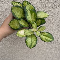 Beautiful Hoya Australis Lisa Plant