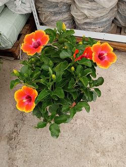 Fiesta hibiscus 🌺