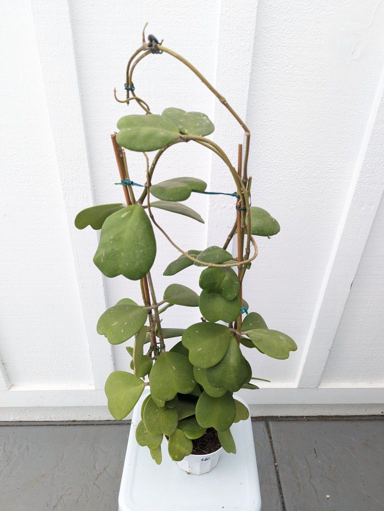 Hoya Kerii Sweetheart Plant 6" Pot - Indoor House Plants
