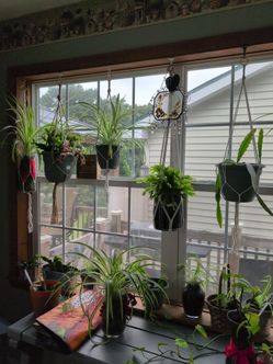 Live plants pothus, spider, Christmas cactus,orchid cactus, Christmas cactus, jade
