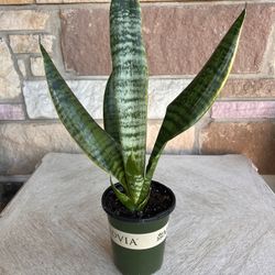 Snake Plant