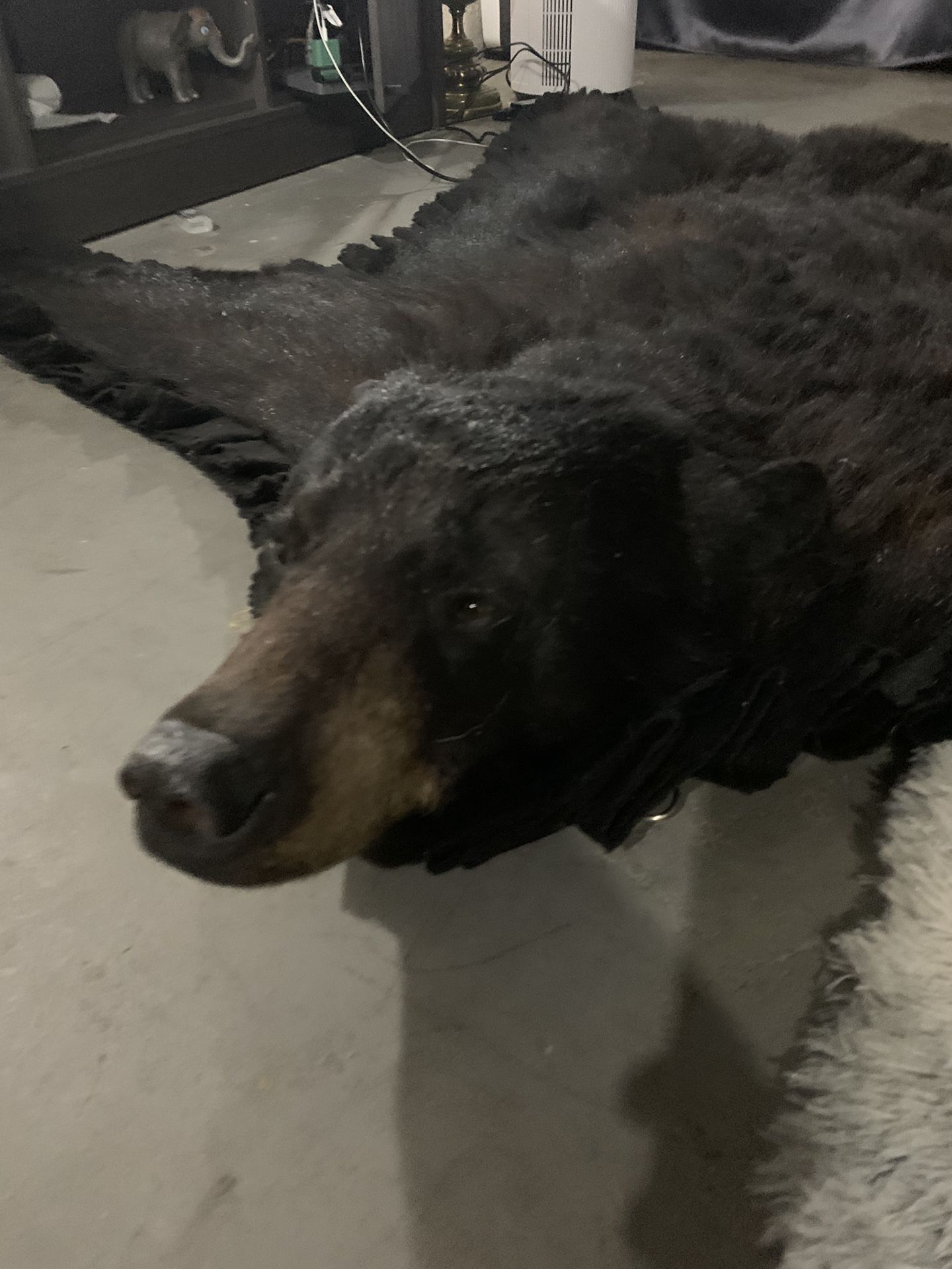 Bear Skin Rug