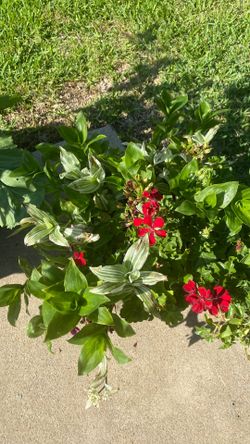 Large planter