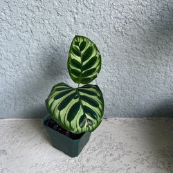 Kalathea Makoyana Plant 
