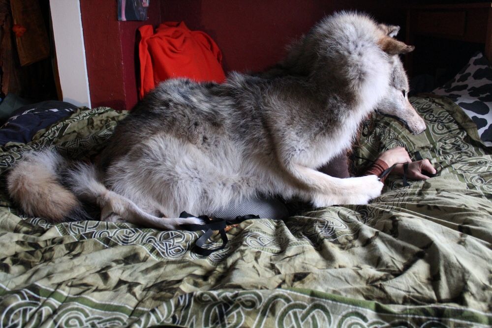 Wolf Pelt