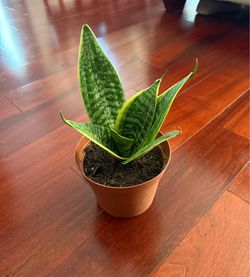 Snake plant