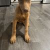 Suki