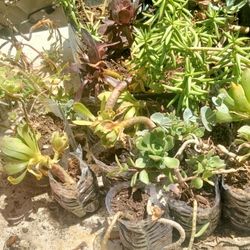 Succulents And Cacti All Shaps And Sizes