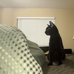 Black Cat Supplies