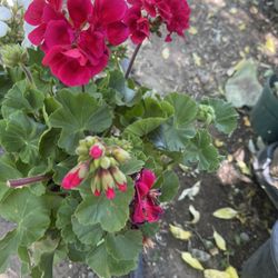 Geranium Plant For Garden