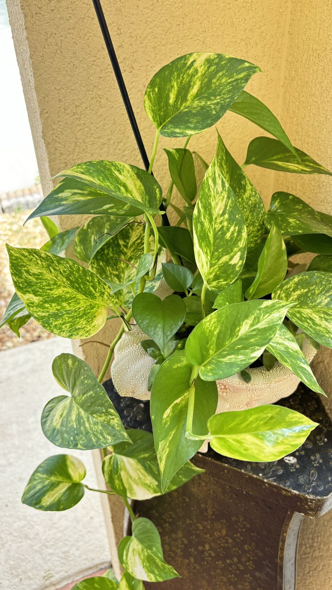 Golden Pothos With Ceramic Shell 🐚 