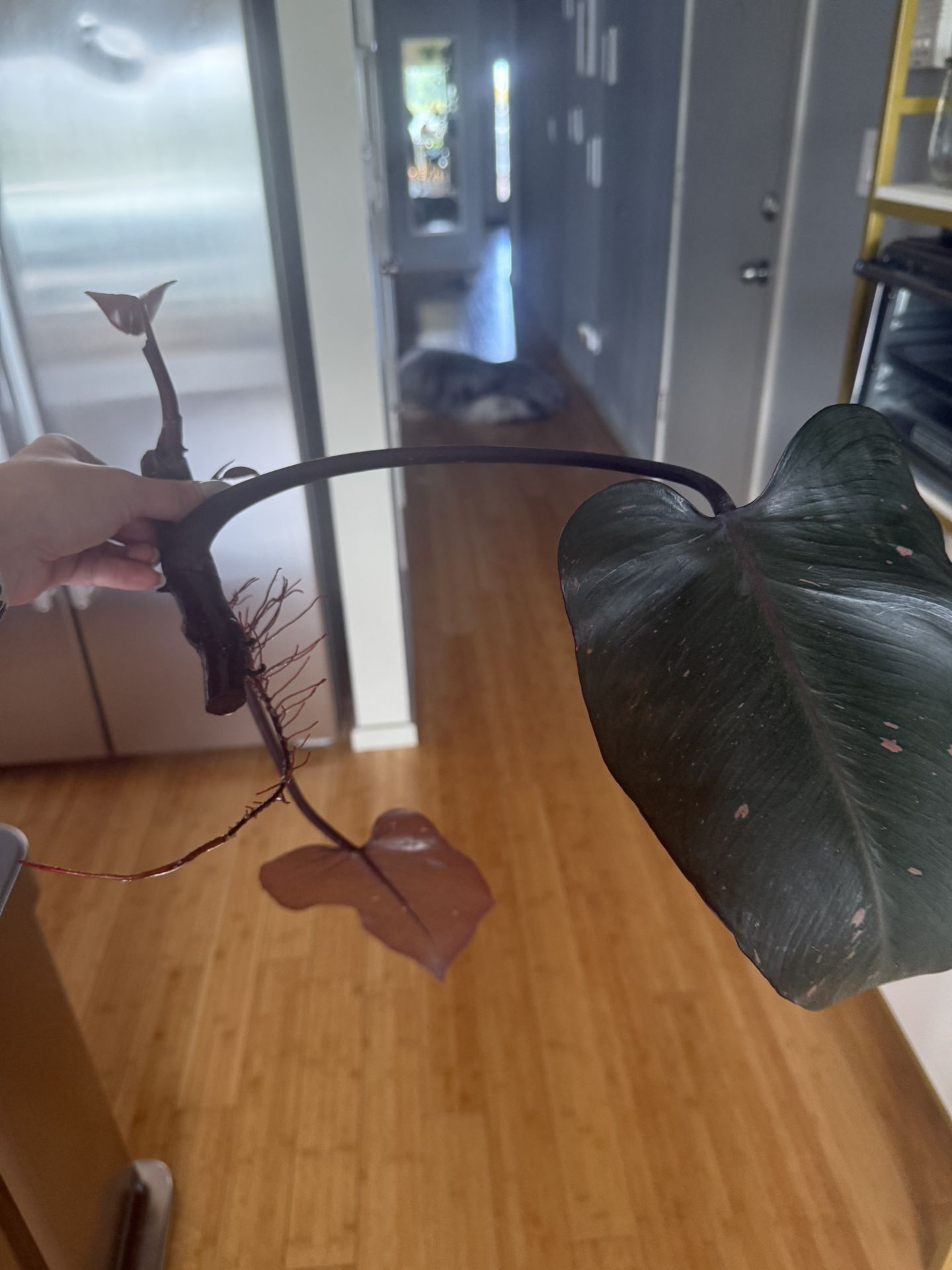 Large Pink Princess Philodendron Cutting