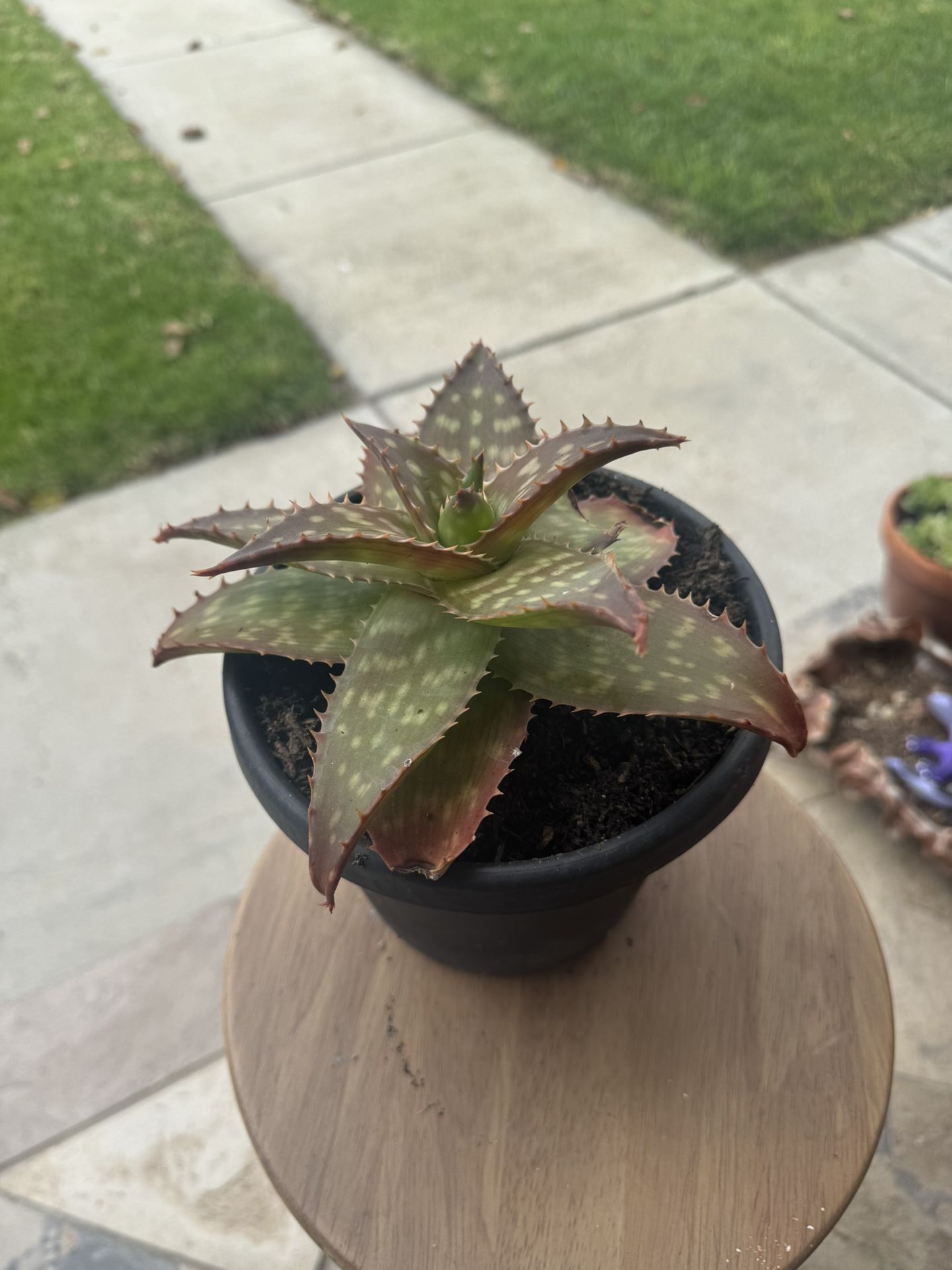 Potted Succulent Plant