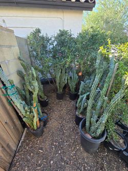 Blue Montrose Cactus from 2 feet 5 feet tall, they get  a 6 inch white flowers.