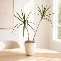 Sculptural Dracaena Marginata Characteristic Dragon Tree Live Houseplant Natural 30” Tall Plant 