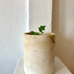Small Plant With Marble White Beige Pot 