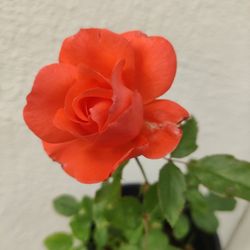 Live Blooming Rose Plant 1-gal Beautiful Orange Red Salmon Color