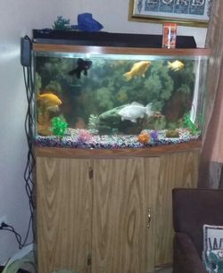 40 gallon fish tank the front is bow glass