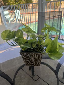 Pothos real plants