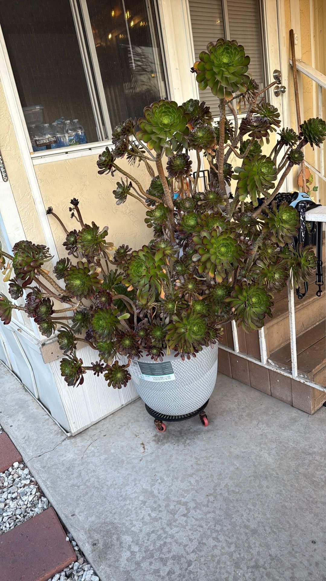 Plants Beautiful