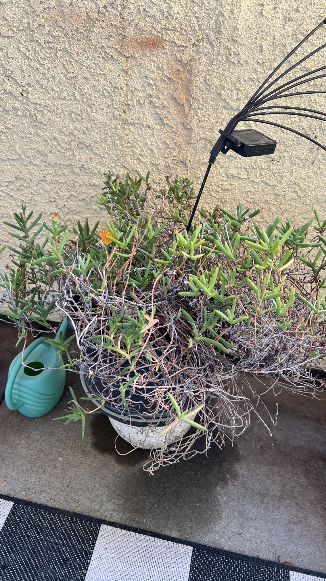 Orange Ice Plant