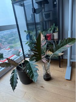 Caramel Marble Philodendron