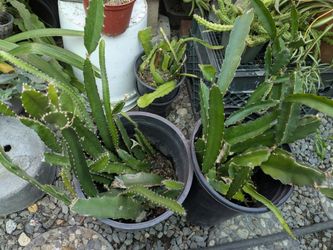 Planta fruta de dragón todas gratis