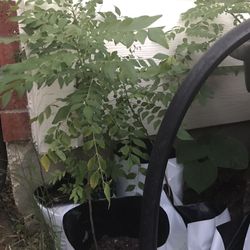 Curry leaf plants 2+ years