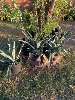 A Lot Of Plants For Sale