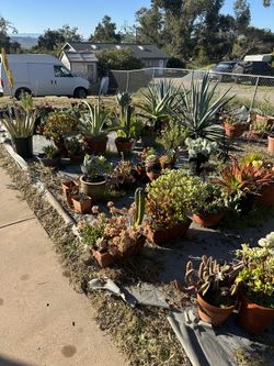 Huge Cacti & Succulent Collection