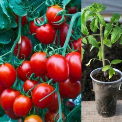 Veggies  Starters In 4" Plantas  De Vegetales 4"